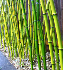 RUNNING BAMBOO